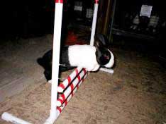 jumping rabbit